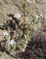 Imagem de Barleria pungens L. fil.