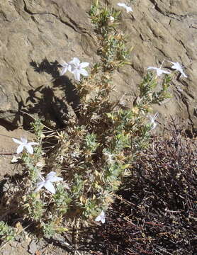 Image of Barleria pungens L. fil.