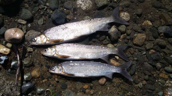 Image of Lake whitefish