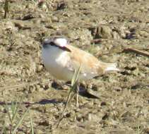 Sivun Charadrius marginatus mechowi (Cabanis 1884) kuva