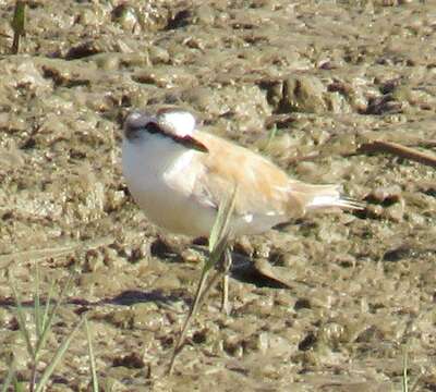 Sivun Charadrius marginatus mechowi (Cabanis 1884) kuva