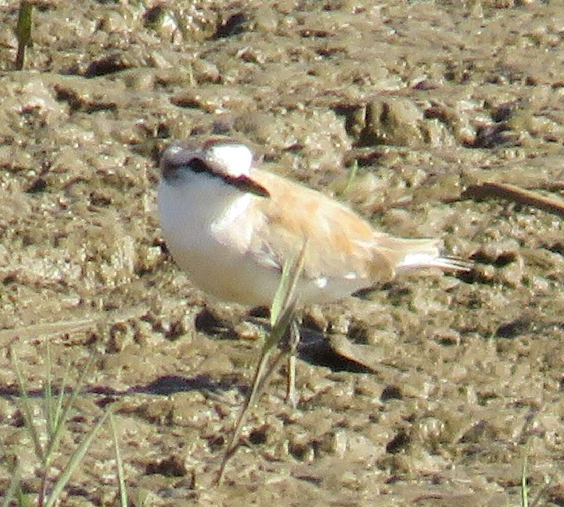 Sivun Charadrius marginatus mechowi (Cabanis 1884) kuva