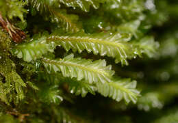 Image of Plagiochila strombifolia Taylor