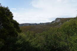 Image of Nothofagus gunnii (Hook. fil.) Oerst.