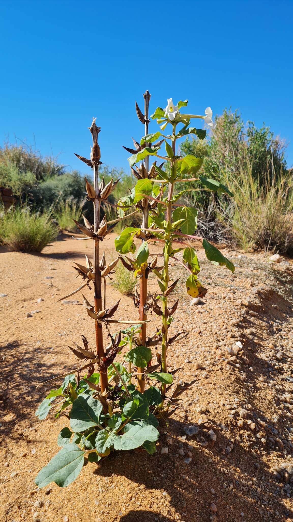 Image of Rogeria longiflora (Royen) J. Gay