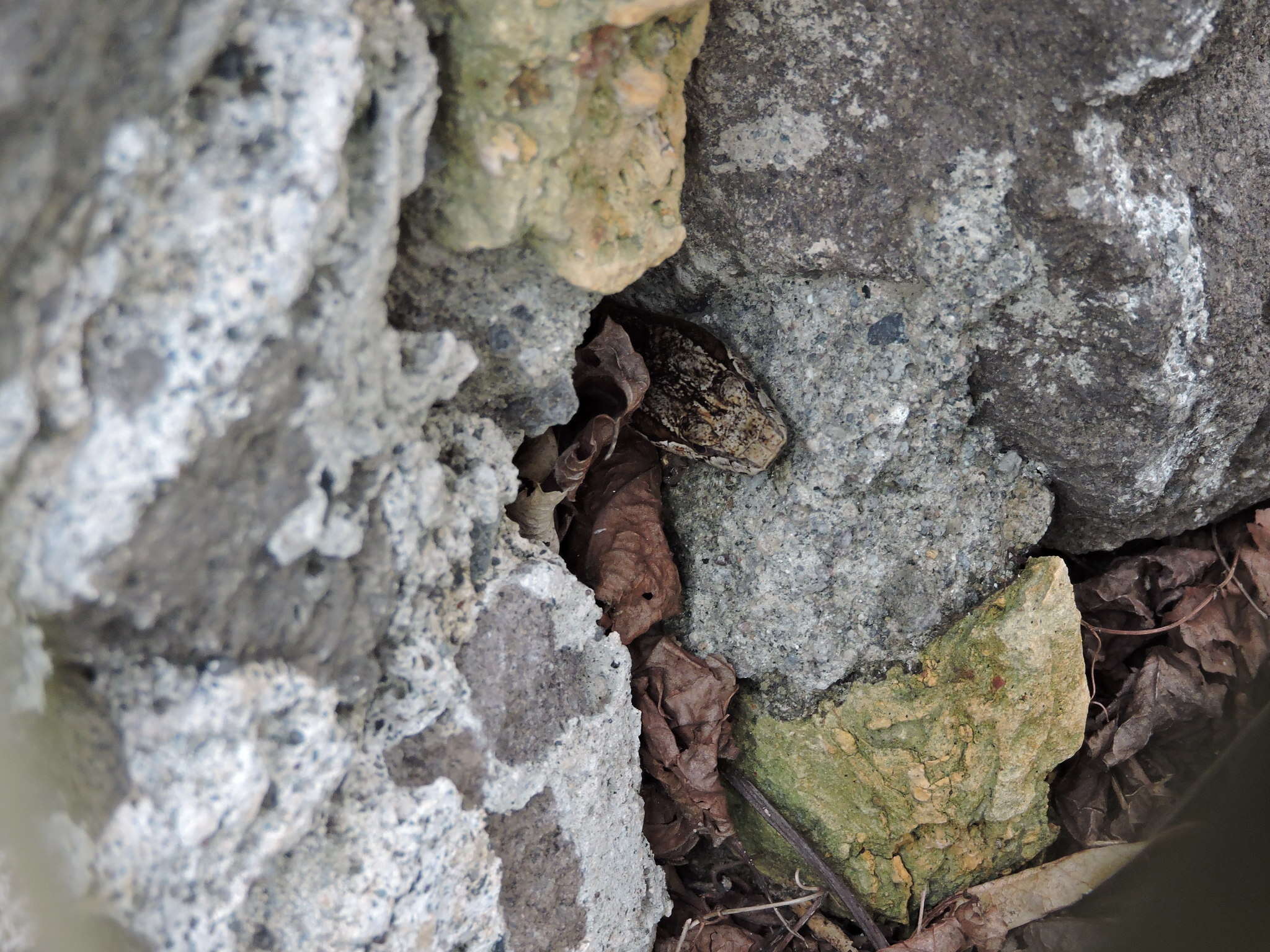 Image of Orange-bellied Racer