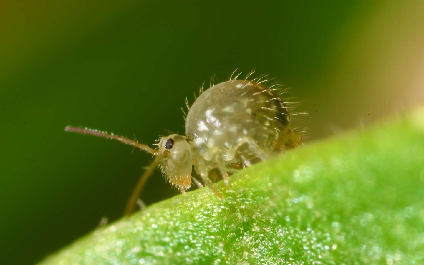 Sminthurus viridis (Linnæus & C 1758)的圖片