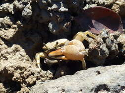 Image of Galápagos Fiddler Crab