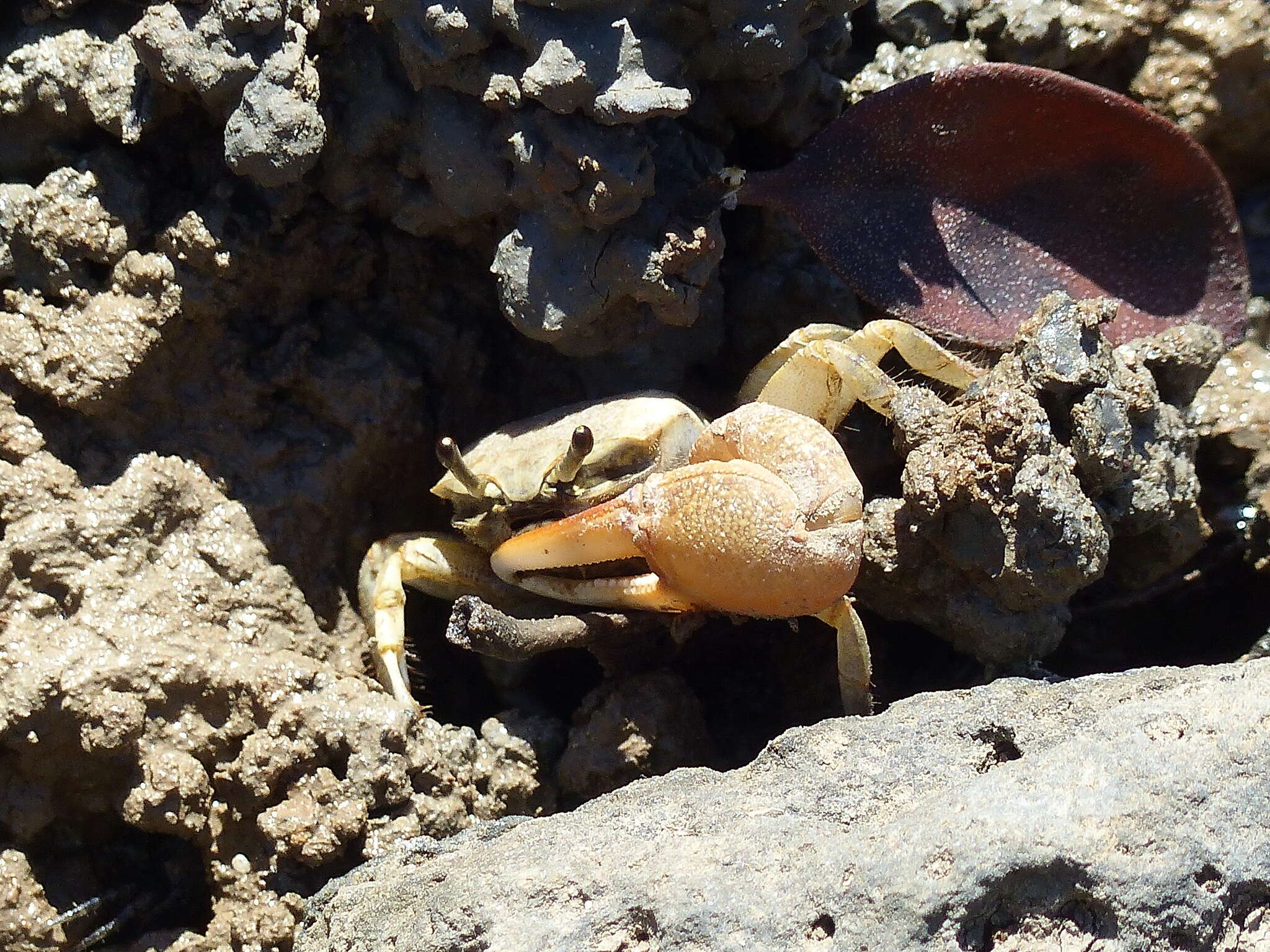 Image of Galápagos Fiddler Crab