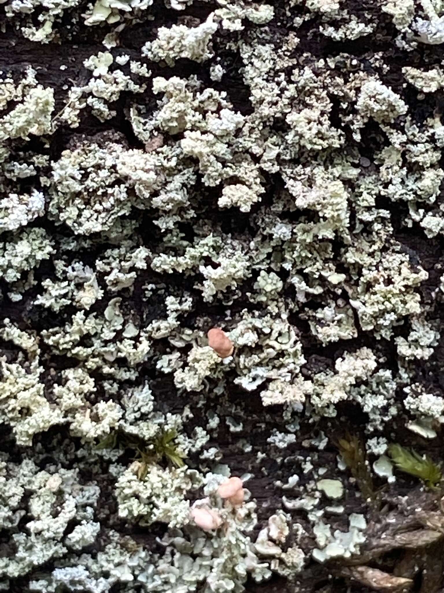 Image of cup lichen