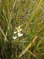 صورة Spiranthes diluvialis Sheviak