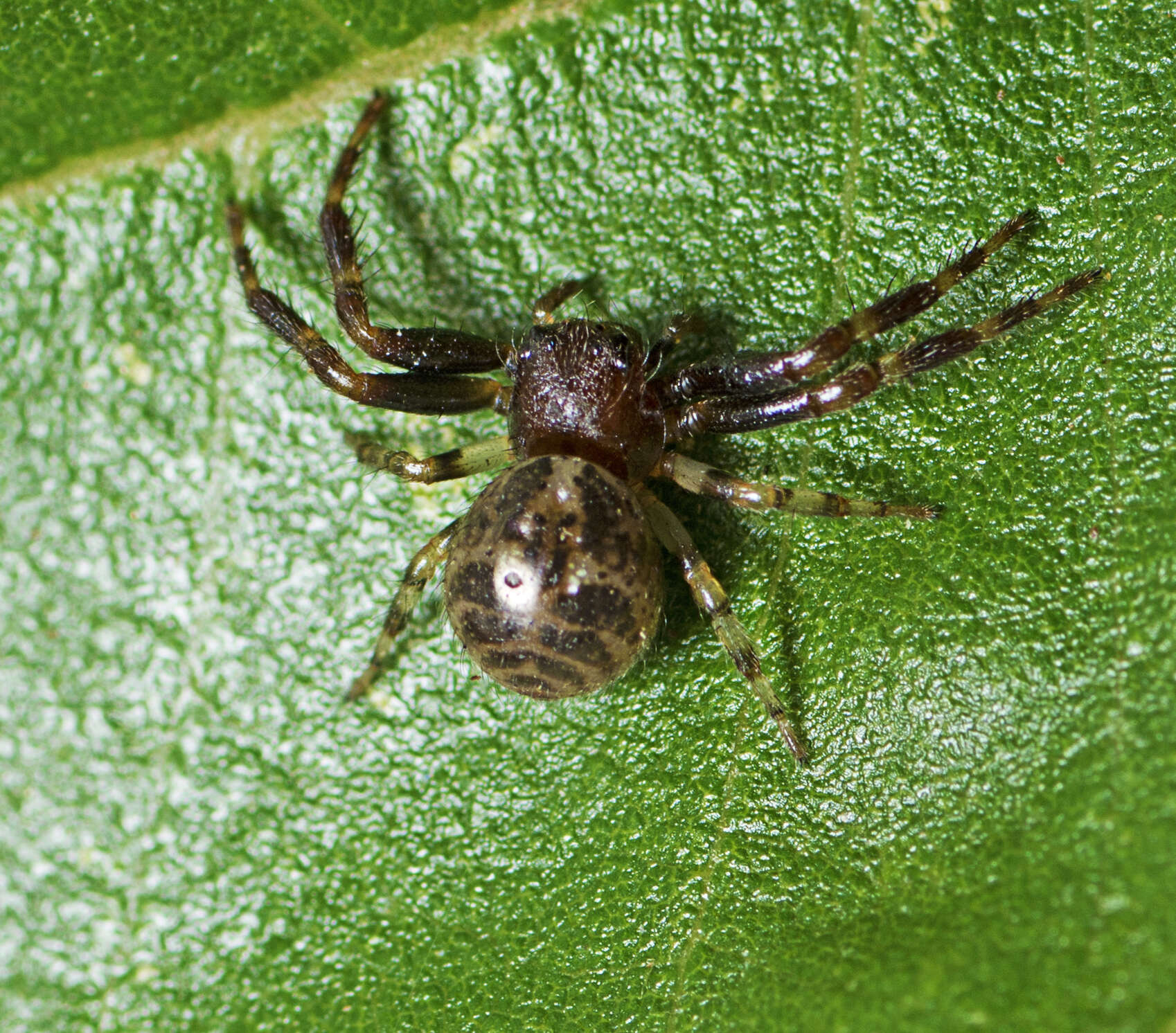 Image of Xysticus bimaculatus L. Koch 1867