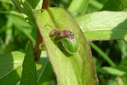 Image of Cassida (Cassida) ferruginea Goeze 1777