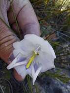 Image of Gladiolus patersoniae F. Bolus