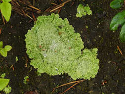 Image of cap lichen