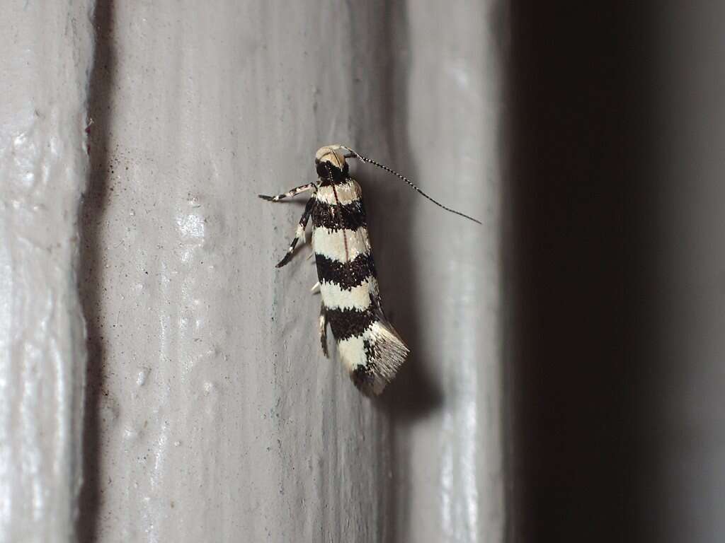 Image of Macrobathra platychroa Lower 1897