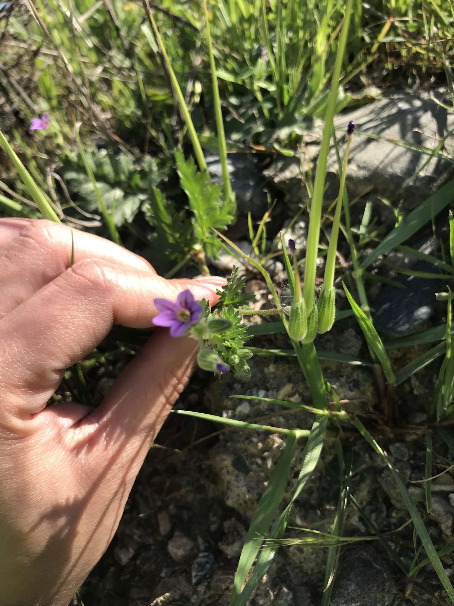 Слика од Erodium brachycarpum (Godr.) Thellung