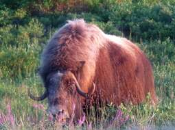 Image of muskox