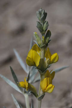 Image of Thermopsis mongolica Czefr.