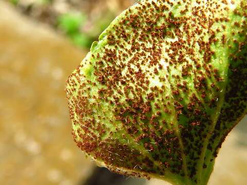 Sivun Puccinia dichondrae Mont. 1852 kuva