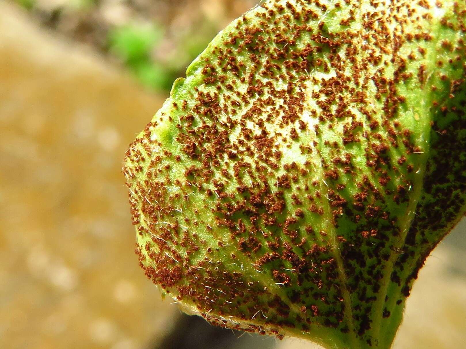 Imagem de Puccinia dichondrae Mont. 1852