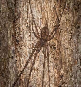 Imagem de Tamopsis fickerti (L. Koch 1876)