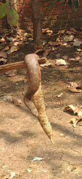 Image of Common Sand Boa