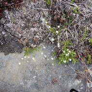Image of boreal starwort