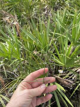 Image of Brace's aster