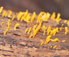 Image of Calocera sinensis McNabb 1965