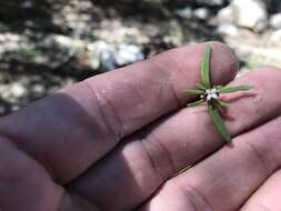 Image of Pygmy Bluet