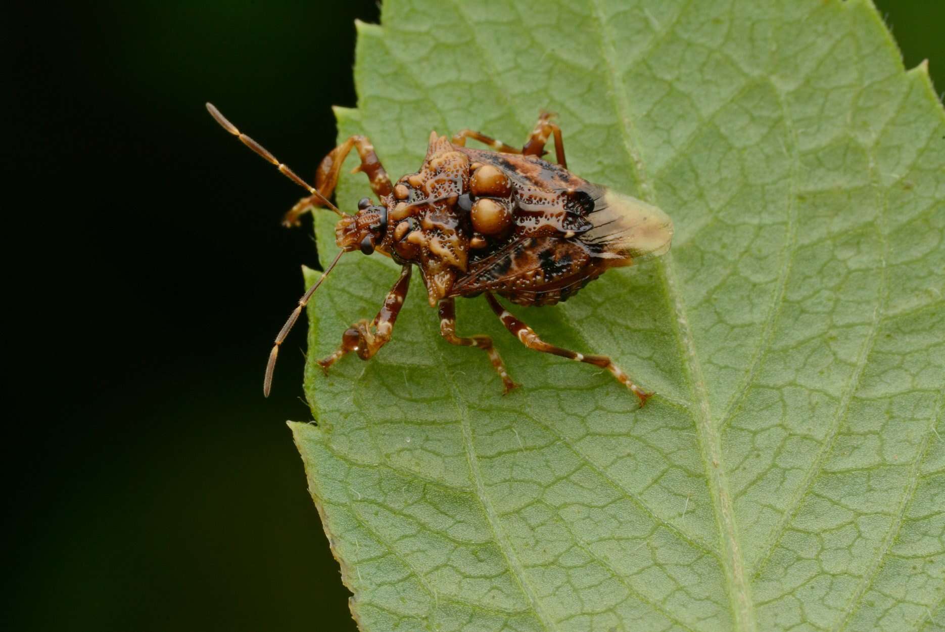 Image de Cazira verrucosa (Westwood 1835)