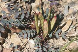 Image of dwarf stickpea