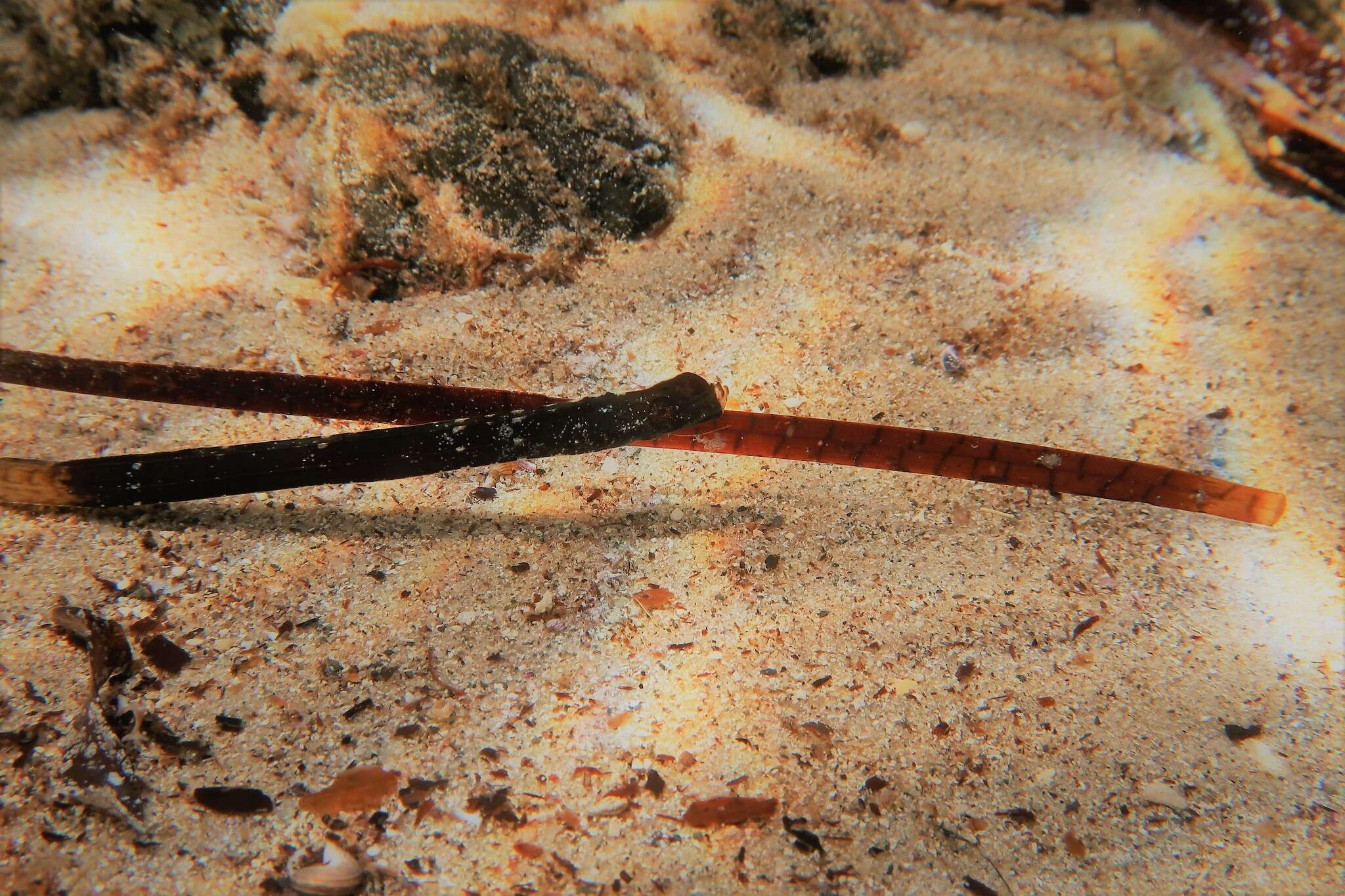 Plancia ëd Histiogamphelus cristatus (Macleay 1881)