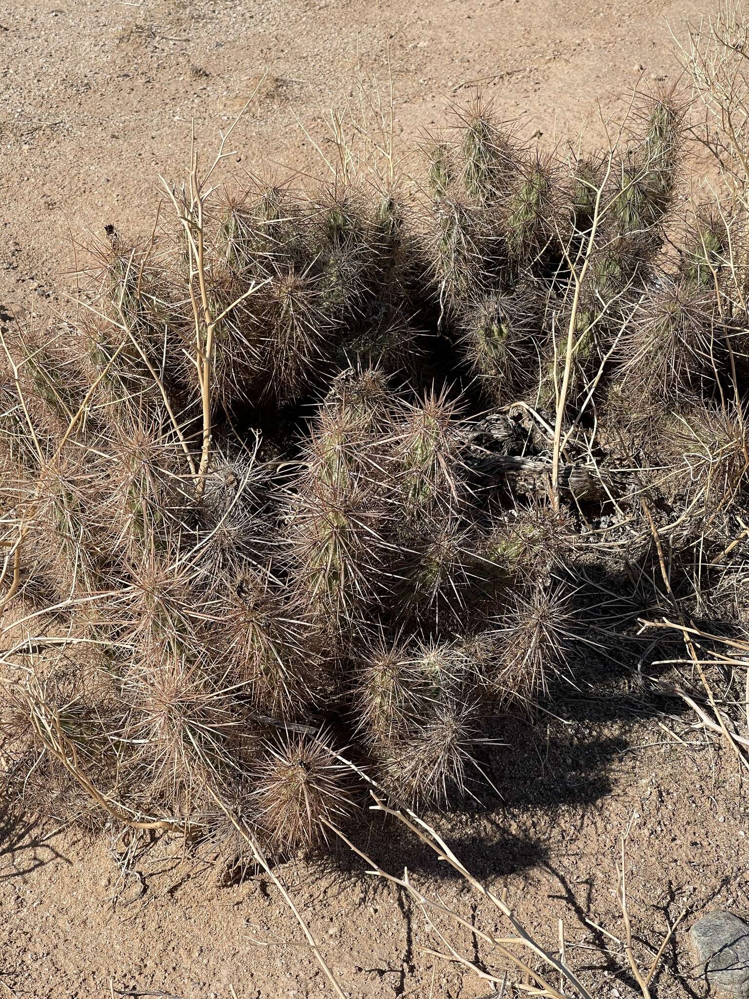 Image of devil's cholla