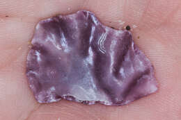 Image of coon oyster