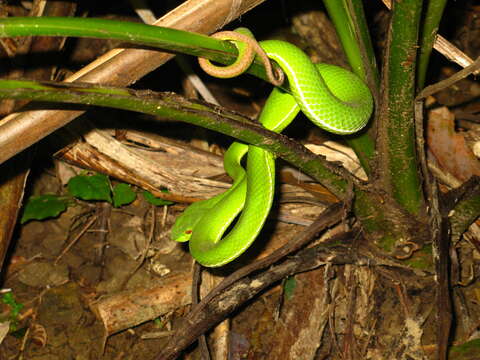 Image of Chen’s Bamboo pitviper