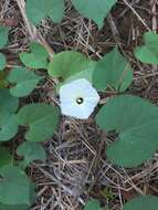 Image of Obscure Morning Glory