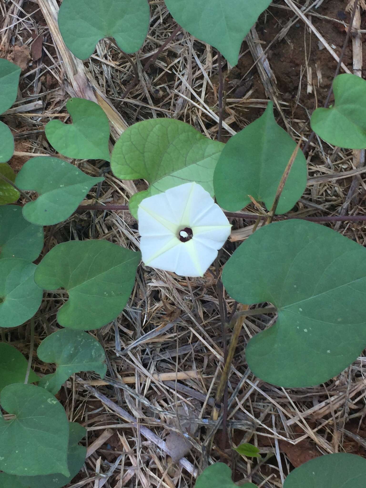 Image of Obscure Morning Glory