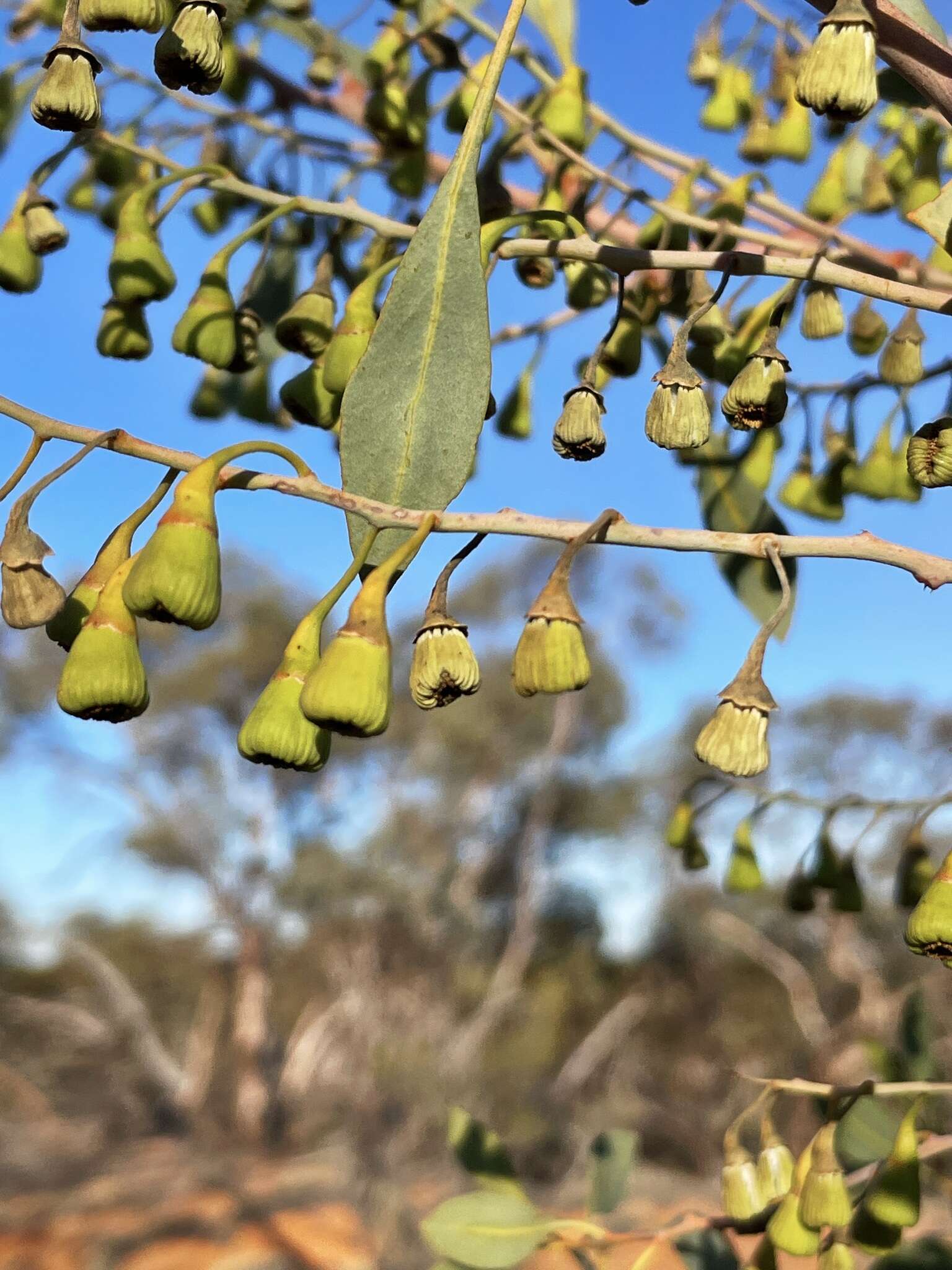 Image de Codonocarpus cotinifolius (Desf.) F. Müll.