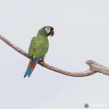 Image of Blue-winged Macaw