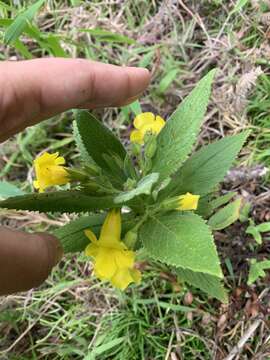 Image of Hemichaena fruticosa Benth.