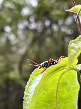 Image of Kiawe round headed borer