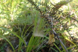 Image of Apteryx australis australis Shaw 1813