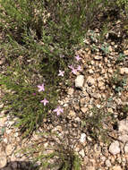 Sivun Houstonia acerosa var. acerosa kuva