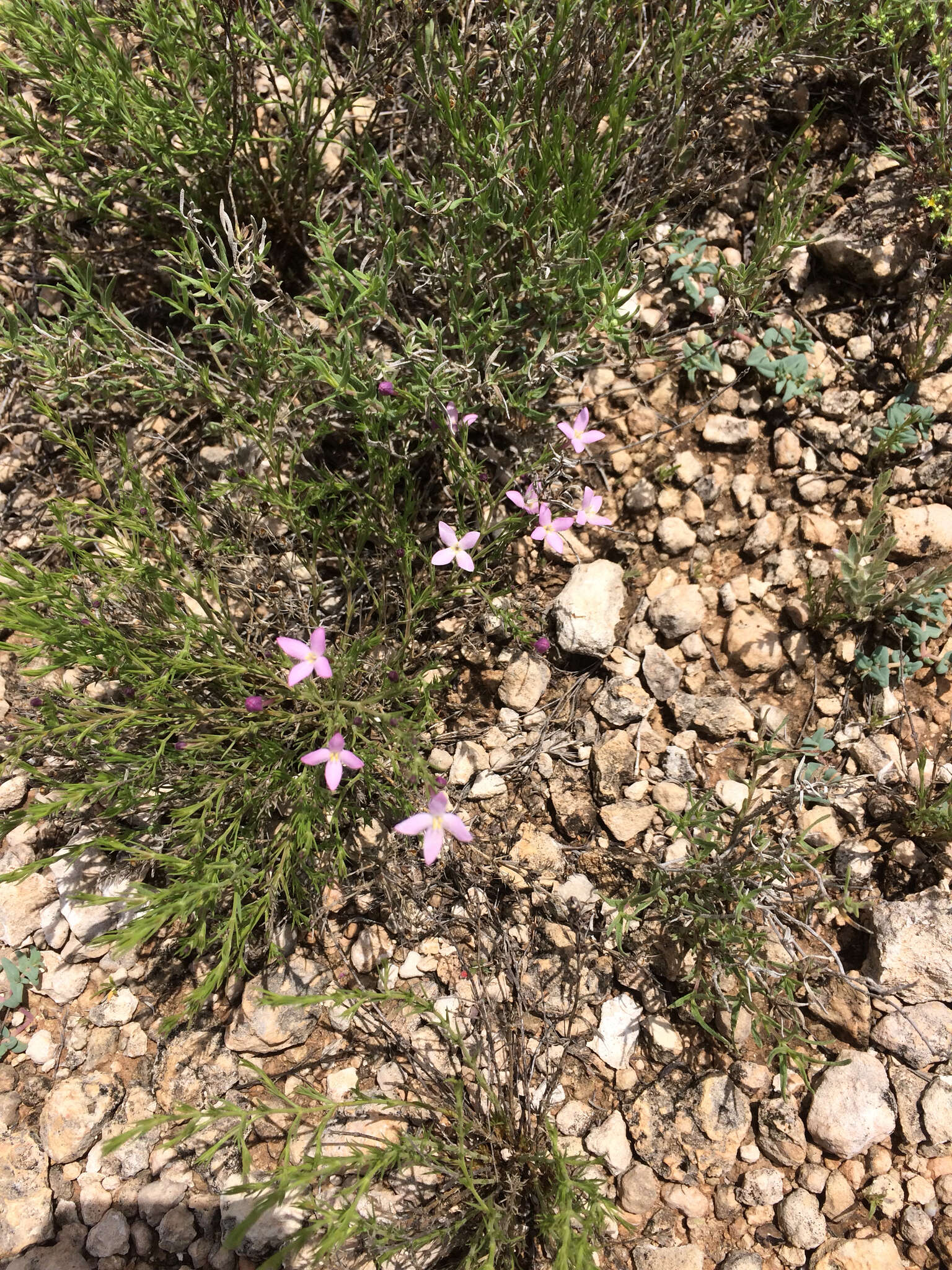 Sivun Houstonia acerosa var. acerosa kuva