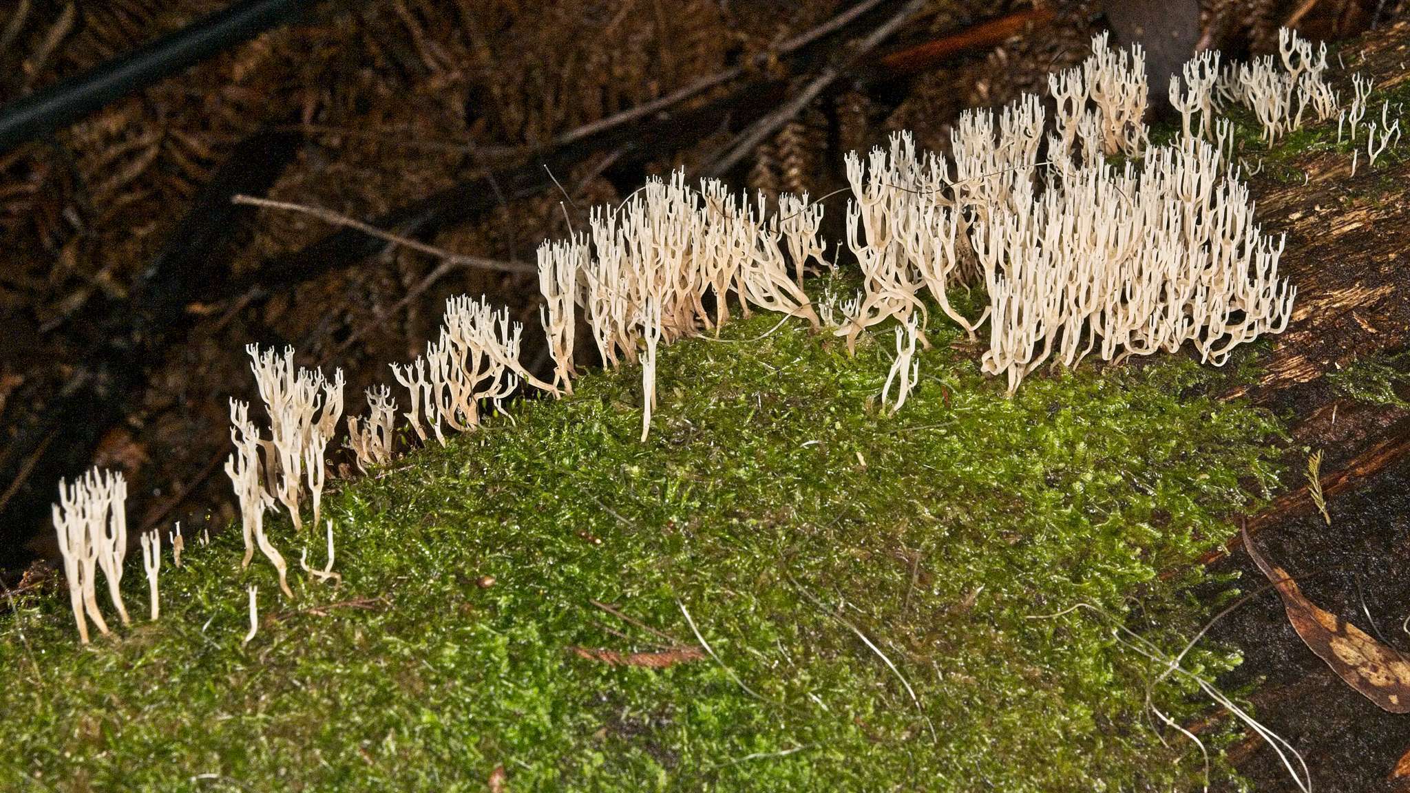 Image of Artomyces colensoi (Berk.) Jülich 1982