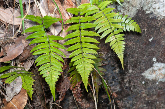 Image of Dryopteris decipiens (Hook.) O. Kuntze