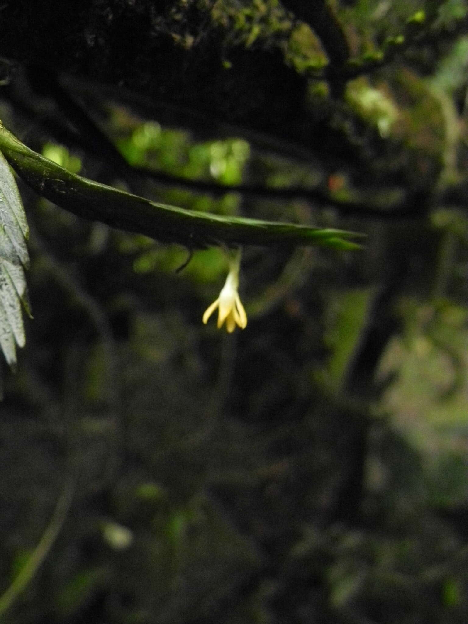 Image of Angraecum podochiloides Schltr.