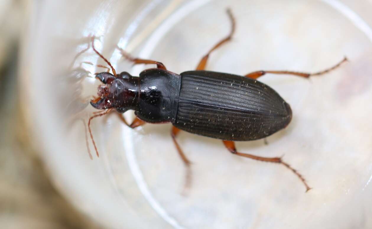 Image de Harpalus (Pseudoophonus) griseus (Panzer 1796)